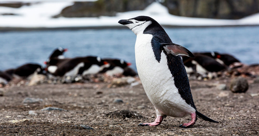Antarctic Discover | Flying Jayhawks