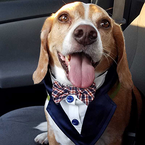 Pet of the Month: Odin wearing a bowtie