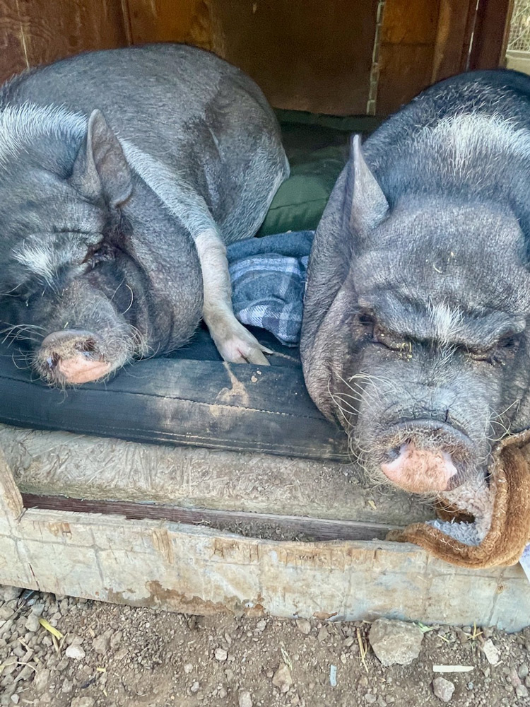 Two pigs at CockadoodleMoo Farm animal Sanctuary