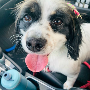 Libby is the July pet of the month