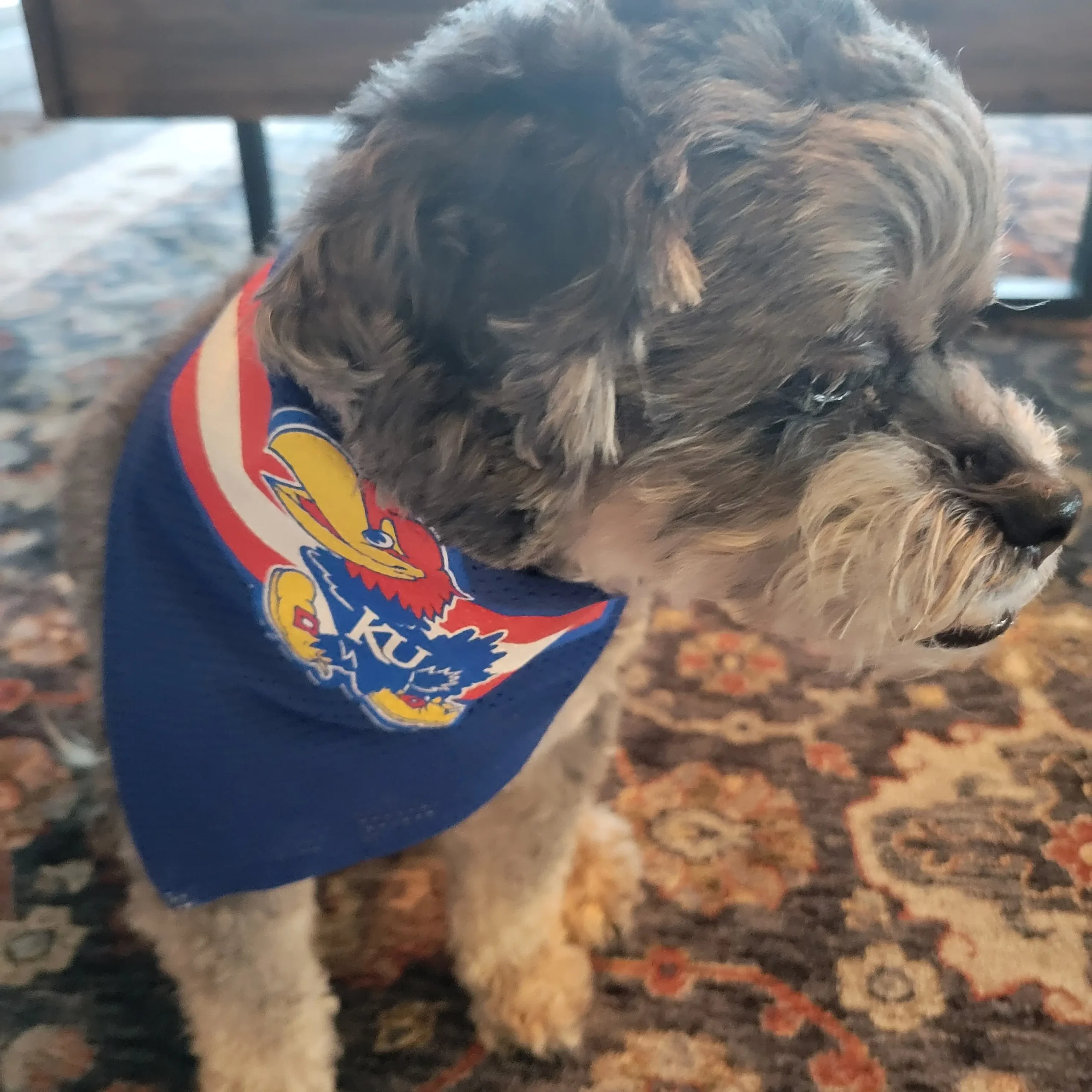 July 2025 Pet of the Month