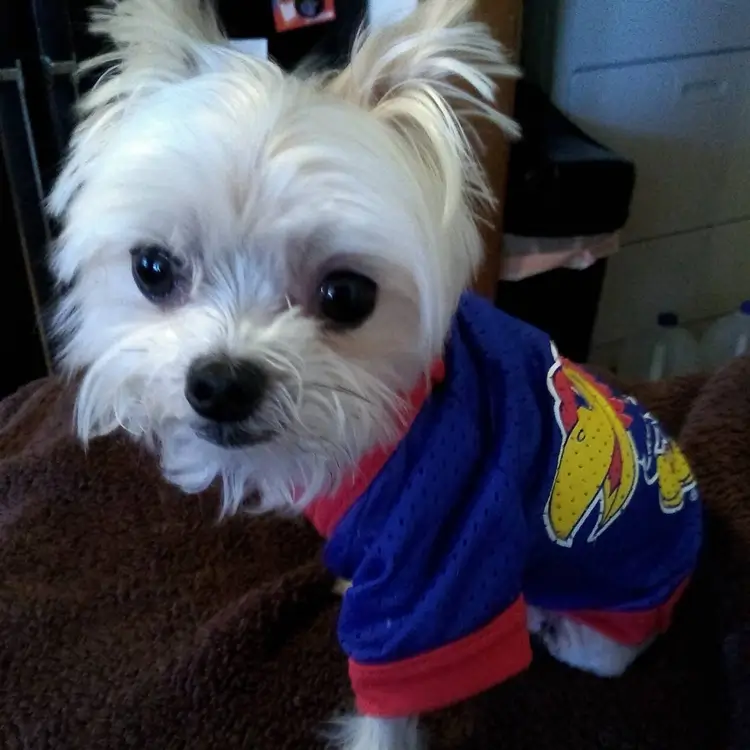 petofthemonth_Dec2025_Bella