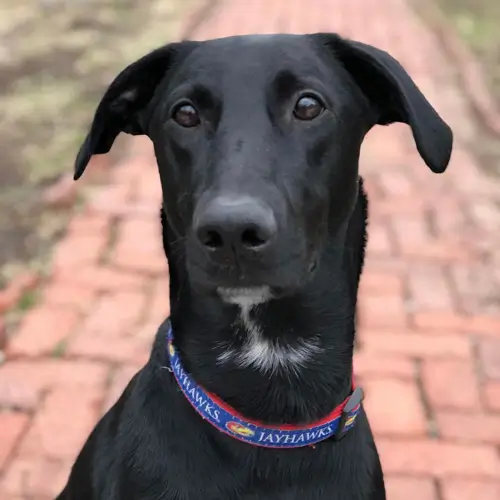 Cori, the May 2026 Pet of the Month