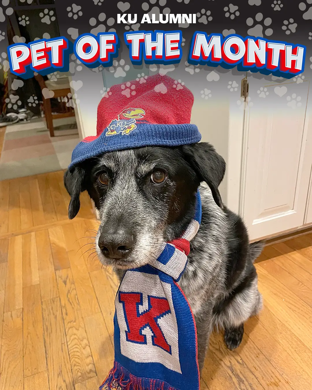 Pet of the Month