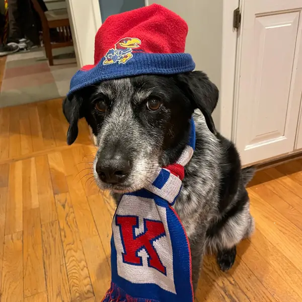 Jayhawk Pet of the Month