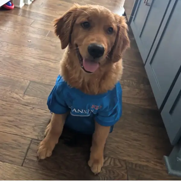 Jayhawk Pet of the Month