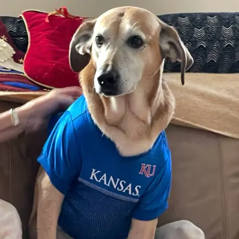 Jayhawk Pet of the Month